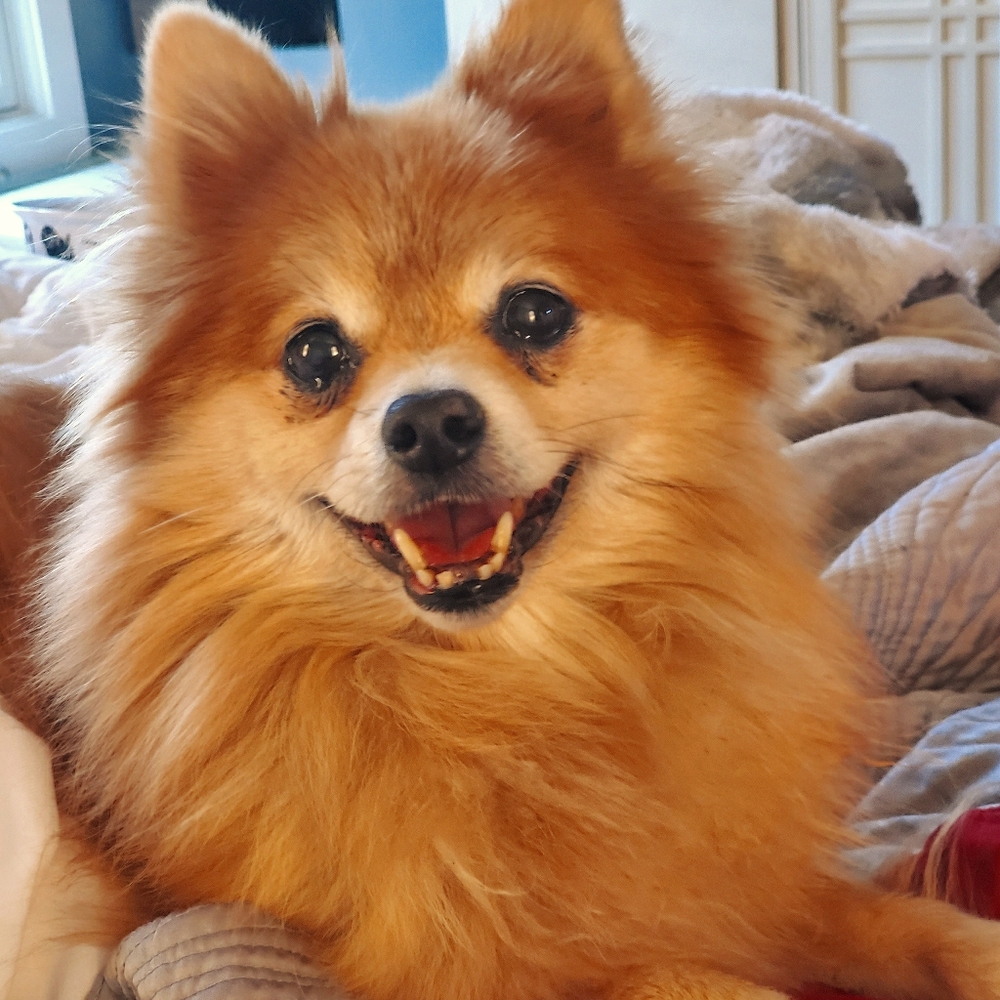 Loki Littlebear 2006-2020 (Rsvp Delayed Shipments) - image 1